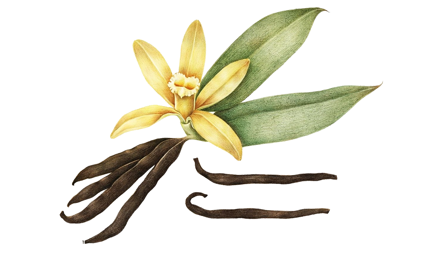 The Breakthrough in Vanilla Pollination